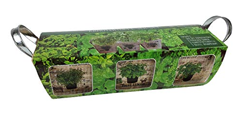 Starterset Komplettset Kräutertöpfe 3er Set Holz mit Saatgut Thymian Basilikum Petersilie und Nährmedium ideal als Kräutergarten von Sesua