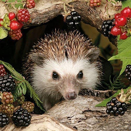 Ambiente Servietten Lunch / Party / ca. 33x33cm Herbst - Autumn - Hedgehog - Igel - Balckberries -Brombeeren von Setita