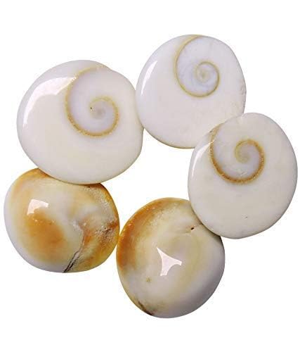 IndianStore4All Gomti-Chakra für Reichtum, Gesundheit und Erfolg, 25 Stück von Seven Chakra Tree