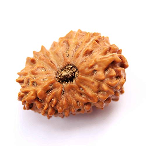 Seven Chakra Tree Rudraksha Rudraksha-Perlen, Rudraksha, Rudraksha, Rudraksha, 14,59 mm, 11 Stück, für Männer und Frauen, lose Rudraksha-Perlen Seven Chakra Tree Rudraksha Rudraksha-Perlen, Rudraksha, Rudraksha, Rudraksha, 14,59 mm, 11 Stück, für Männer und Frauen, lose Rudraksha-Perlen von Seven Chakra Tree