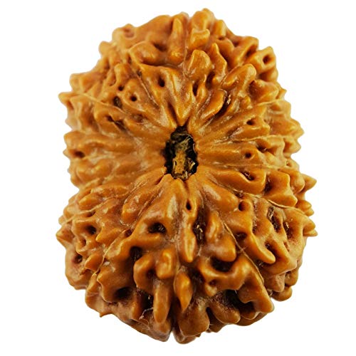 Seven Chakra Tree Rudraksha Rudraksha-Perlen, Rudraksha, Rudraksha, Rudraksha, 15,82 mm, für Männer und Frauen, lose Rudraksha-Perlen, natürlich, 15 Stück Seven Chakra Tree Rudraksha Rudraksha-Perlen, Rudraksha, Rudraksha, Rudraksha, 15,82 mm, für Männer und Frauen, lose Rudraksha-Perlen, natürlich, 15 Stück von Seven Chakra Tree