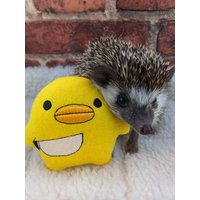 Quackers The Meme Duck Mint Stofftier Igel Spielzeug Käfig Buddy von SewMagickBoutique