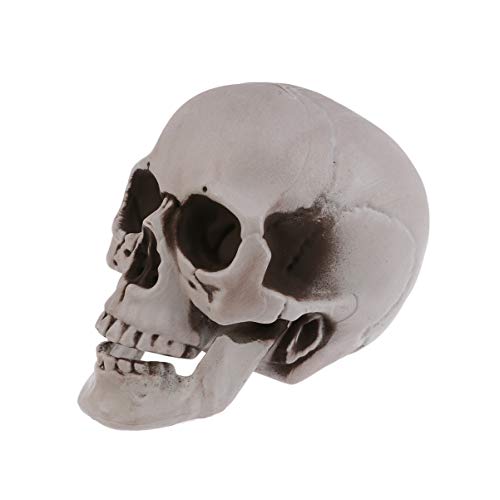 Sewroro 1 Stück Lebensgröße Skelett Schädel Menschlicher Schädel Modell Kunststoff Menschlichen Kopf Skelett Figuren Skulptur Realistische Menschliche Kopf Knochen für Halloween von Sewroro