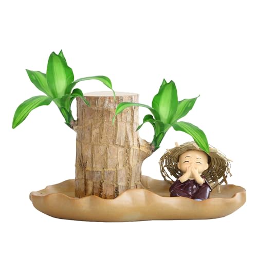 Sghtil Brasilianisches Glücksholz, Brasilianische Glücksholzpflanze | Kleine Desktop-Pflanze - Sprießende Holzpflanze für den Tisch, Hydrokultur-Topfpflanzenstumpf, kleine Zimmer-Desktop-Pflanze Sghtil Brasilianisches Glücksholz, Brasilianische Glücksholzpflanze | Kleine Desktop-Pflanze - Sprießende Holzpflanze für den Tisch, Hydrokultur-Topfpflanzenstumpf, kleine Zimmer-Desktop-Pflanze von Sghtil