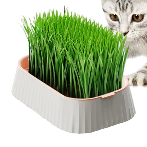 Sghtil Katzentopf | Keimschale für den Anbau von Katzen | Doppelstöckige Anzuchtbox für Hydrokulturen aus Weizen im Innenbereich Sghtil Katzentopf | Keimschale für den Anbau von Katzen | Doppelstöckige Anzuchtbox für Hydrokulturen aus Weizen im Innenbereich von Sghtil