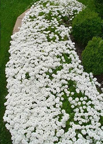 10000+Stück kriechender thymian Samen für Pflanzung Thymus Serpyllum - Heirloom Kriechender Thymian Samen Bodendecker leicht zu pflanzen （Weiß） von Shabeli