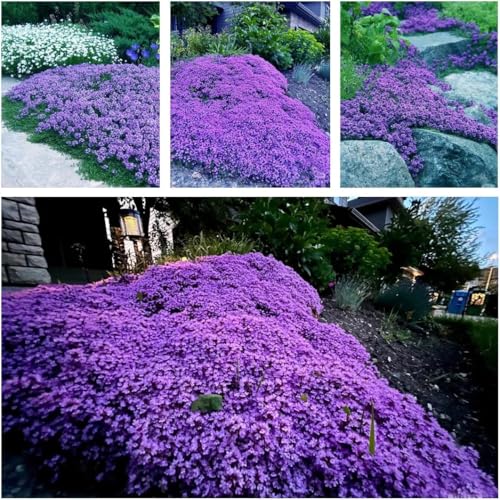 10000+Stück kriechender thymian Samen für Pflanzung Thymus Serpyllum - Heirloom Kriechender Thymian Samen Bodendecker leicht zu pflanzen （violett） von Shabeli