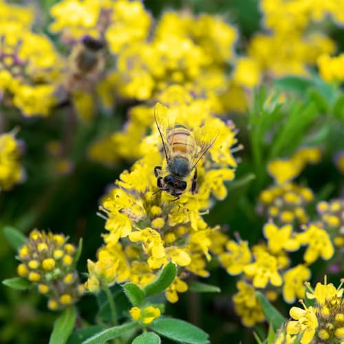 10000+Stück kriechender thymian Samen für Pflanzung Thymus Serpyllum - Heirloom Kriechender Thymian Samen Bodendecker leicht zu pflanzen - offen bestäubt(Gelb) von Shabeli