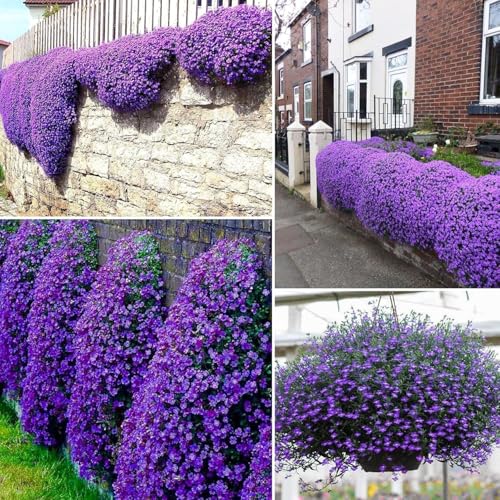 10000+Stück kriechender thymian Samen für Pflanzung Thymus Serpyllum - Heirloom Kriechender Thymian Samen Bodendecker leicht zu pflanzen - offen bestäubt (Hellpurpur) von Shabeli