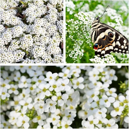 10000+Stück kriechender thymian Samen für Pflanzung Thymus Serpyllum - Heirloom Kriechender Thymian Samen Bodendecker leicht zu pflanzen - offen bestäubt (Weiß) von Shabeli