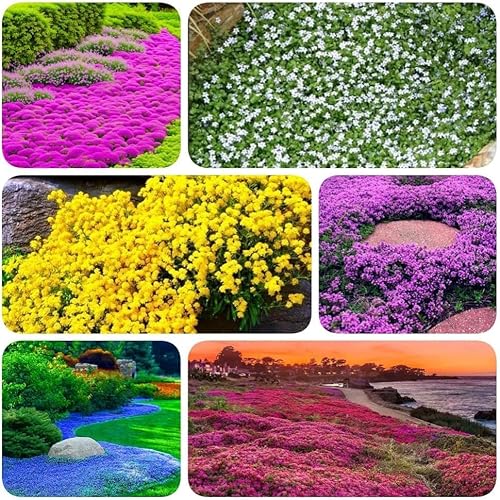 10000+Stück kriechender thymian Samen für Pflanzung Thymus Serpyllum - Heirloom Kriechender Thymian Samen Bodendecker leicht zu pflanzen - offen bestäubt (farbe mischen) von Shabeli