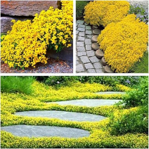 10000+Stück kriechender thymian Samen für Pflanzung Thymus Serpyllum - Heirloom Kriechender Thymian Samen Bodendecker leicht zu pflanzen - offen bestäubt (gelb) von Shabeli