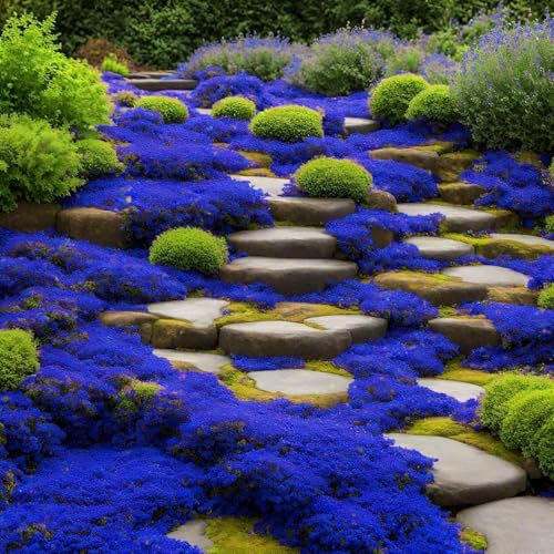 10000 Stück kriechender thymian Samen für Pflanzung Thymus Serpyllum - Heirloom Kriechender Thymian Samen Bodendecker leicht zu pflanzen - offen bestäubt(Blau) von Shabeli
