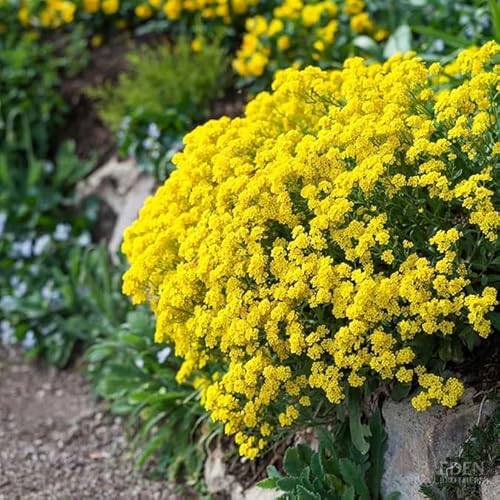 10000 Stück kriechender thymian Samen für Pflanzung Thymus Serpyllum - Heirloom Kriechender Thymian Samen Bodendecker leicht zu pflanzen - offen bestäubt (Gelb) von Shabeli