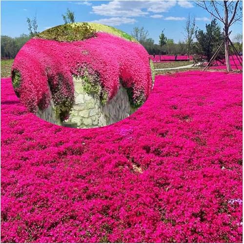 10000 Stück kriechender thymian Samen für Pflanzung Thymus Serpyllum - Heirloom Kriechender Thymian Samen Bodendecker leicht zu pflanzen - offen bestäubt (Rot) von Shabeli