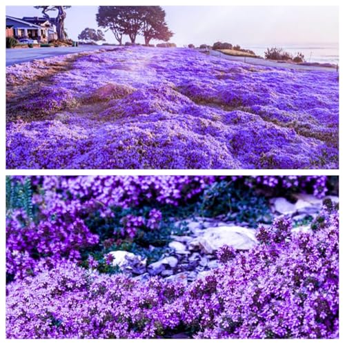 10000 Stück kriechender thymian Samen für Pflanzung Thymus Serpyllum - Heirloom Kriechender Thymian Samen Bodendecker leicht zu pflanzen - offen bestäubt (Violett) von Shabeli