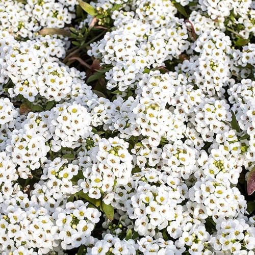 10000 Stück kriechender thymian Samen für Pflanzung Thymus Serpyllum - Heirloom Kriechender Thymian Samen Bodendecker leicht zu pflanzen - offen bestäubt (Weiß) von Shabeli