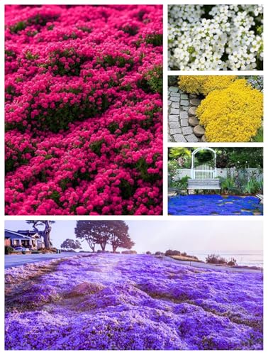 10000 Stück kriechender thymian Samen für Pflanzung Thymus Serpyllum - Heirloom Kriechender Thymian Samen Bodendecker leicht zu pflanzen - offen bestäubt (farbe mischen) von Shabeli