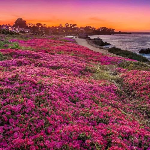 10000 Stück kriechender thymian Samen für Pflanzung Thymus Serpyllum - Heirloom Kriechender Thymian Samen Bodendecker leicht zu pflanzen - offen bestäubt 10000 Stück kriechender thymian Samen für Pflanzung Thymus Serpyllum - Heirloom Kriechender Thymian Samen Bodendecker leicht zu pflanzen - offen bestäubt von Shabeli