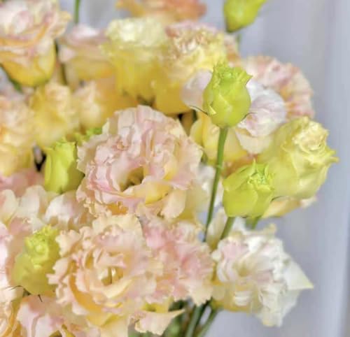 1000pcs Mixed Eustoma Samen,lisianthus samen blumensamen mehrjährig winterhart eustoma samen,Lebendige Blüten für Garten und Blumensträuße, leicht zu züchtende Sorte (Gelb) von Shabeli