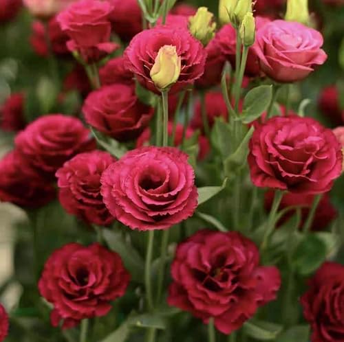 1000pcs Mixed Eustoma Samen,lisianthus samen blumensamen mehrjährig winterhart eustoma samen,Lebendige Blüten für Garten und Blumensträuße, leicht zu züchtende Sorte (rosa) von Shabeli