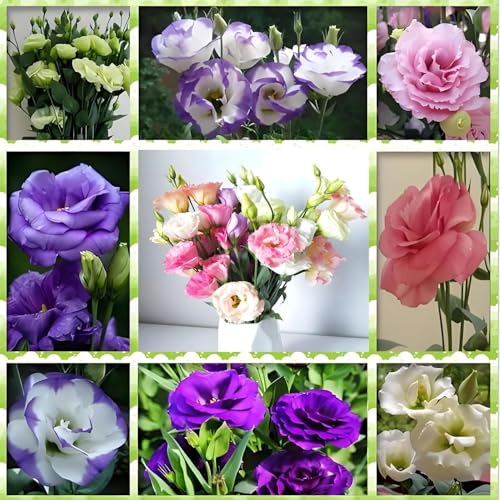 1000pcs Mixed Eustoma Samen,lisianthus samen blumensamen mehrjährig winterhart eustoma samen,Lebendige Blüten für Garten und Blumensträuße, leicht zu züchtende Sorte 1000pcs Mixed Eustoma Samen,lisianthus samen blumensamen mehrjährig winterhart eustoma samen,Lebendige Blüten für Garten und Blumensträuße, leicht zu züchtende Sorte von Shabeli