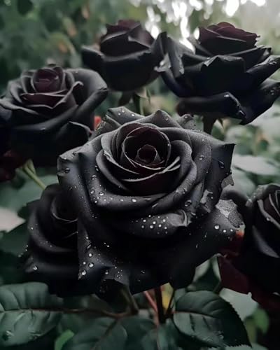 200 Stück Seltene Schwarze Rosen Samen,Winterharte Mehrjährige Gartenblumen für Garten-und Balkondekoration,Schnelle Keimung, Pflegeleicht 200 Stück Seltene Schwarze Rosen Samen,Winterharte Mehrjährige Gartenblumen für Garten-und Balkondekoration,Schnelle Keimung, Pflegeleicht von Shabeli