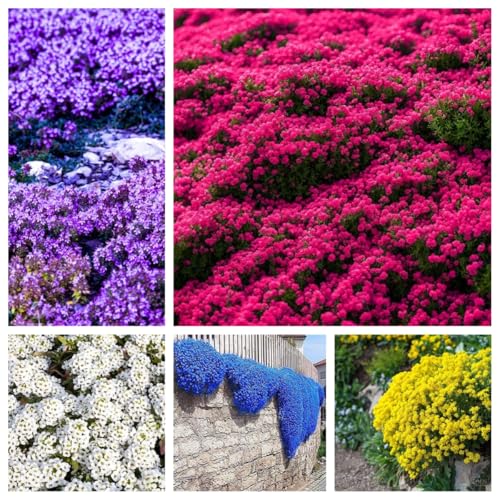 20000 Stück kriechender thymian Samen für Pflanzung Thymus Serpyllum - Heirloom Kriechender Thymian Samen Bodendecker leicht zu pflanzen - offen bestäubt (farbe mischen) von Shabeli
