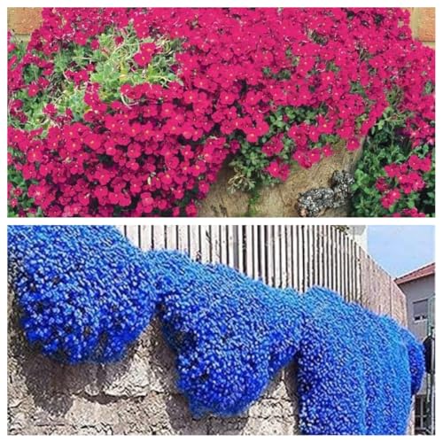 20000Stück kriechender thymian Samen für Pflanzung Thymus Serpyllum - Heirloom Kriechender Thymian Samen Bodendecker leicht zu pflanzen - offen bestäubt(Blau+Rot) von Shabeli