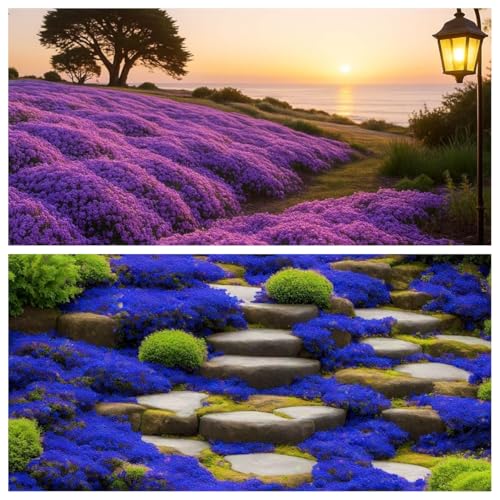 20000Stück kriechender thymian Samen für Pflanzung Thymus Serpyllum - Heirloom Kriechender Thymian Samen Bodendecker leicht zu pflanzen - offen bestäubt(Blau+Violett) von Shabeli