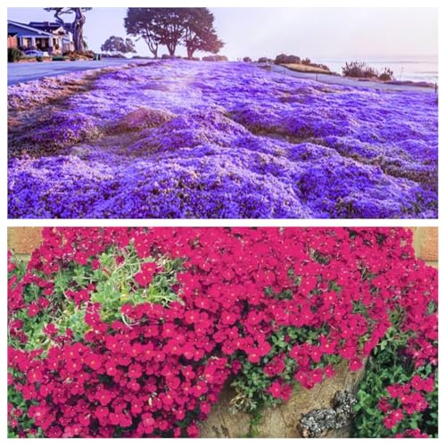 20000Stück kriechender thymian Samen für Pflanzung Thymus Serpyllum - Heirloom Kriechender Thymian Samen Bodendecker leicht zu pflanzen - offen bestäubt(Violett+Rot) von Shabeli