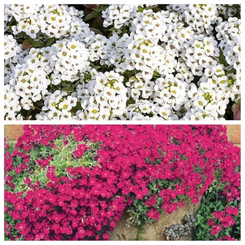 20000Stück kriechender thymian Samen für Pflanzung Thymus Serpyllum - Heirloom Kriechender Thymian Samen Bodendecker leicht zu pflanzen - offen bestäubt(Weiß+Rot) von Shabeli