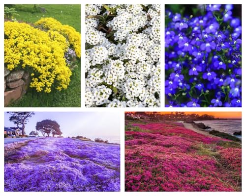 50000+Stück kriechender thymian Samen für Pflanzung Thymus Serpyllum - Heirloom Kriechender Thymian Samen Bodendecker leicht zu pflanzen - offen bestäubt(Blau+Rot+Gelb+Violett+Weiß) von Shabeli