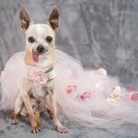Prinzessinnenkleid Für Hunde, Aus Errötendem Tüll Gefertigt Und Mit Musselinblumen in Passenden Farben Bedeckt | 2 Auswahlmöglichkeiten Prinzessinnenkleid Für Hunde, Aus Errötendem Tüll Gefertigt Und Mit Musselinblumen in Passenden Farben Bedeckt | 2 Auswahlmöglichkeiten von Shantelldesign