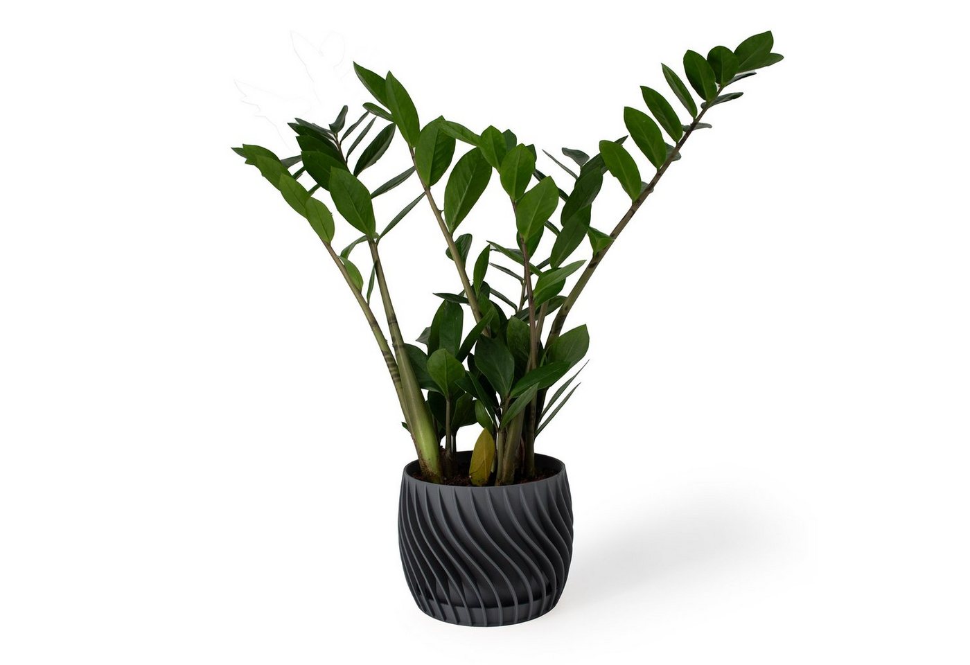 Shapes - Decorations Blumentopf The Plant Pot - Blumentopf mit integriertem Unterteller (Einzelmodell, 1 x Blumentopf mit integriertem Untersetzer), Spiraloptik von Shapes - Decorations