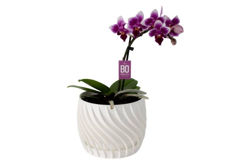 Shapes - Decorations Blumentopf The Plant Pot - Blumentopf mit integriertem Unterteller, 100% 3D-Druck (Einzelmodell, 1 x Blumentopf mit integriertem Untersetzer), Spiraloptik von Shapes - Decorations