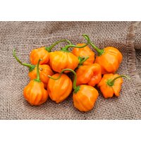 Aji Dulce Erbstück Pfeffer Premium Seed Packet Aji Dulce Erbstück Pfeffer Premium Seed Packet von SherwoodsSeeds