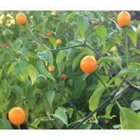 Amarillo Gelb Chiltepin Erbstück Pfeffer Premium-Saatgut-Päckchen + Mehr von SherwoodsSeeds