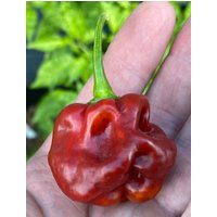 Caramel Cappuccino Scotch Bonnet Jerk Seasoning Erbstück Pfeffer Premium Seed Packet von SherwoodsSeeds