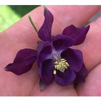 Deep Purple Akelei Mehrjährig Premium-Saatgut-Päckchen von SherwoodsSeeds