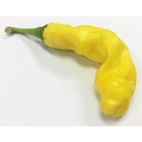 Gelbe Peter Chili Willy Heirloom Pfeffer Premium-Saatgut-Päckchen + Mehr von SherwoodsSeeds