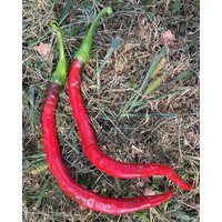 Joes Lange Cayenne Erbstück Pfeffer Premium-Saatgut-Päckchen + Mehr von SherwoodsSeeds