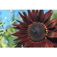 Procut Rote Sonnenblume Herbst Geschnitten Blumen Premium Samen Päckchen von SherwoodsSeeds