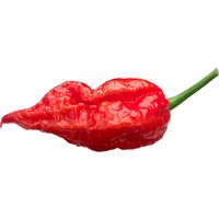 Red Ghost Pepper Bhut Jolokia Erbstück Pfeffer Premium Seed Packet Red Ghost Pepper Bhut Jolokia Erbstück Pfeffer Premium Seed Packet von SherwoodsSeeds