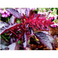 Roter Spike Amaranth Schnitt Blumen Premium Seed Packet von SherwoodsSeeds