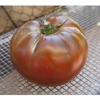 Schokolade Cherokee Heirloom Tomaten Premium Saatgut Packet Chefs Favorit von SherwoodsSeeds