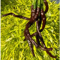 Thunder Mountain Longhorn Cacho Braun Cayenne Erbstück Pfeffer Premium Seed Packet Längste Der Welt von SherwoodsSeeds