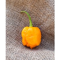 Trinidad Gelb 7 Pot Heirloom Pfeffer Premium Samen Paket Trinidad Gelb 7 Pot Heirloom Pfeffer Premium Samen Paket von SherwoodsSeeds