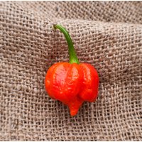 Trinidad Scorpion Moruga Blend Heirloom Pfeffer Premium Saatgut Packet Heißesten Der Welt von SherwoodsSeeds