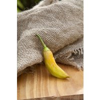 Weißes Wachs Heirloom Pfeffer Premium Saatgut Packet von SherwoodsSeeds